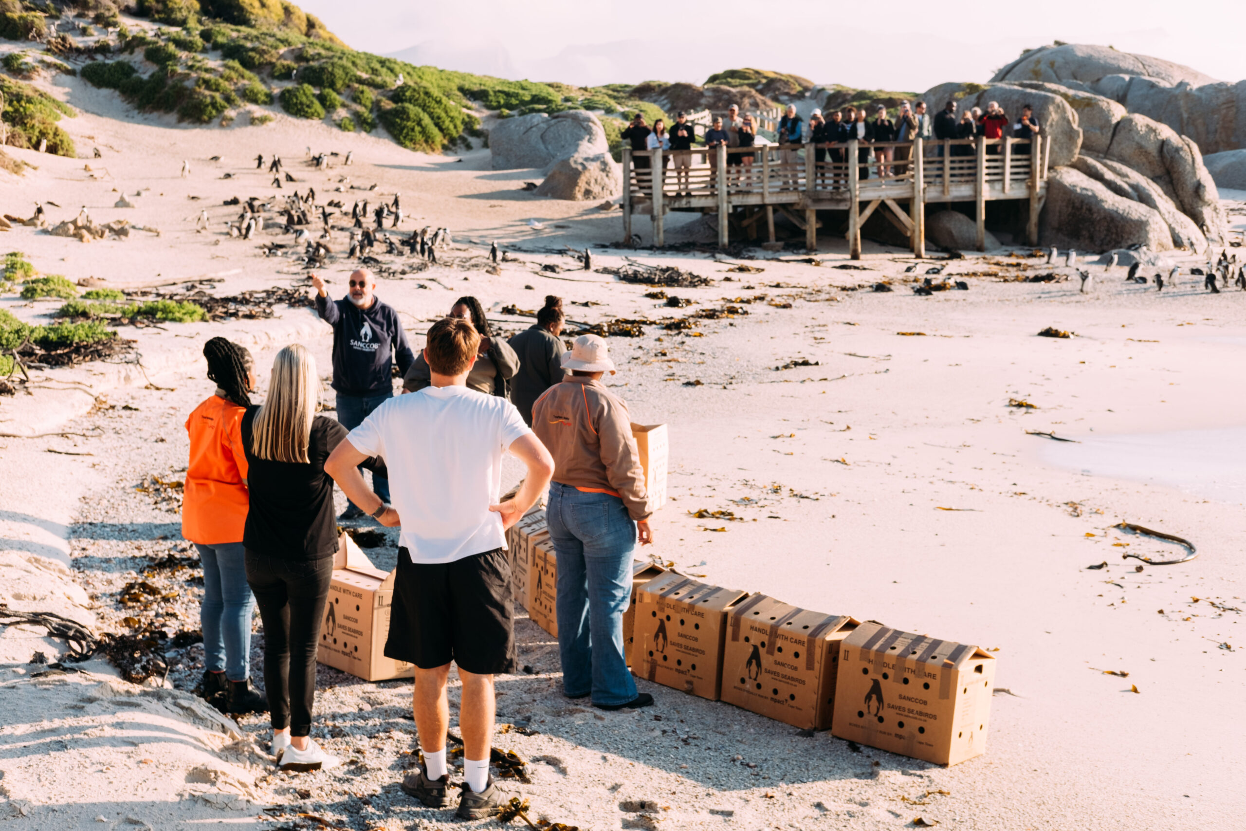SANCOBB penguin release-45