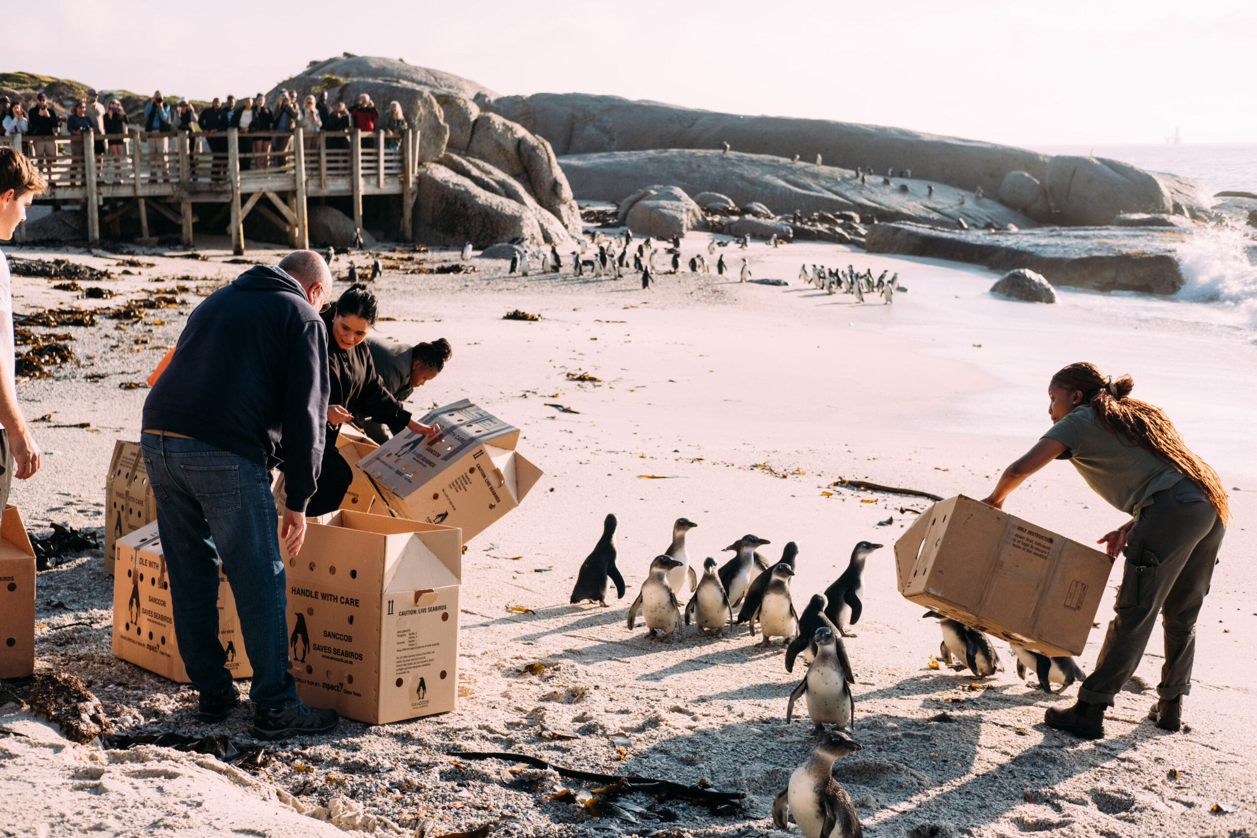 SANCOBB penguin release-54