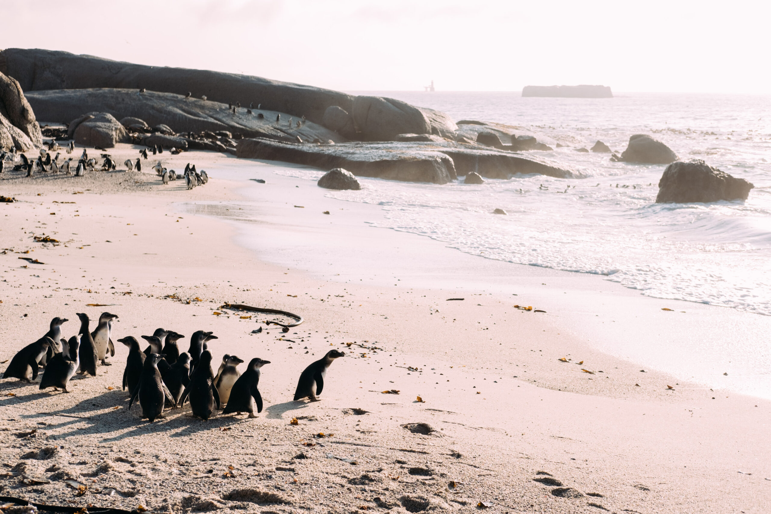 SANCOBB penguin release-60