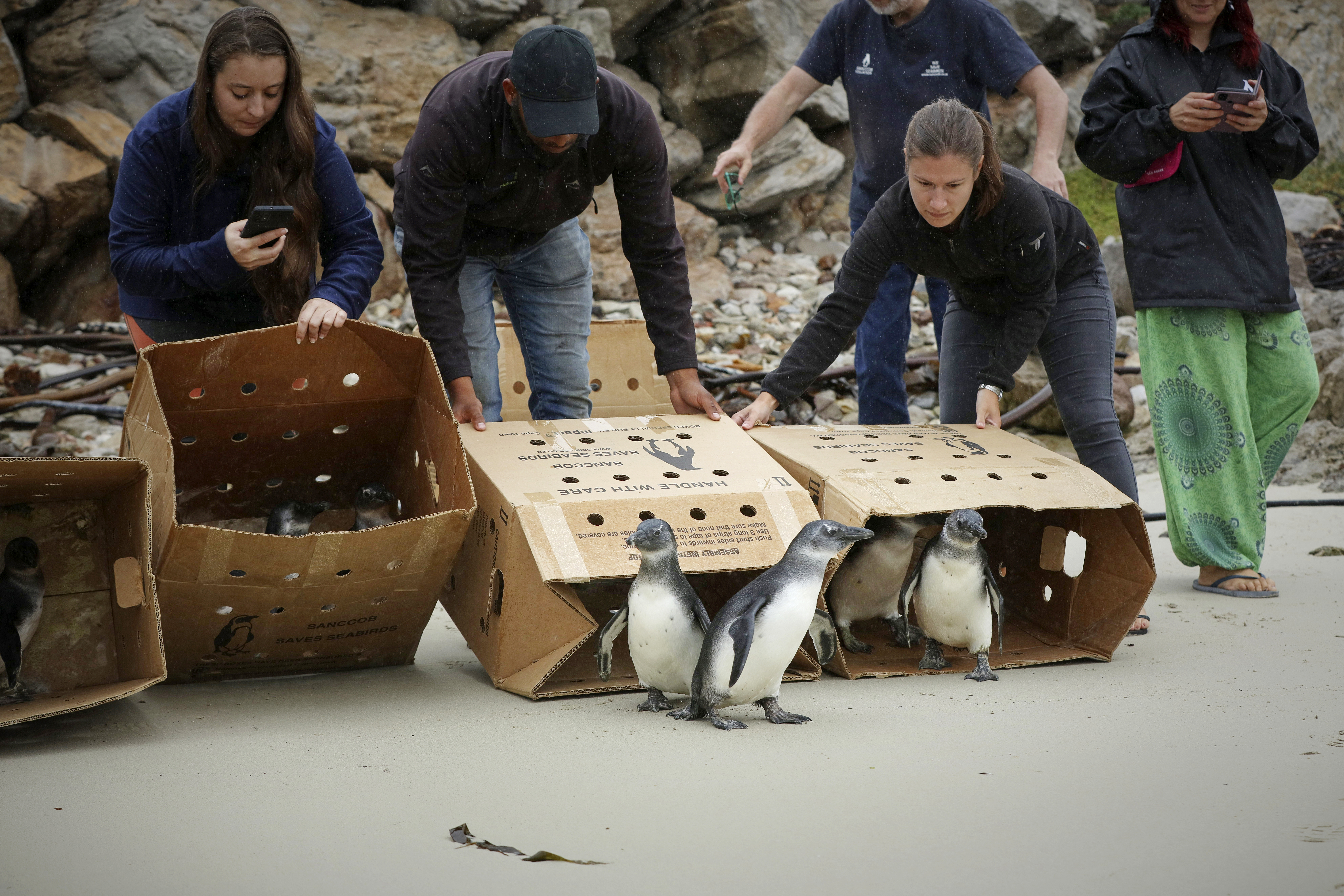 Photograph by © Dan Callister www.dancallister.com
SANCCOB is a registered non-profit organisation (NPO 003-134) whose primary objective is to reverse the decline of seabird populations through the rescue, rehabilitation and release of ill, injured, abandoned and oiled seabirds – especially endangered species like the African penguin.
The organisation works closely with colony managers to identify birds in need of care in the wild and bring them to one of our two centres in South Africa: Cape Town (Western Cape) and Gqeberha.
Tel: +1 917 589 4976
E-mail: dan@dancallister.com
Web: www.dancallister.com
Photograph by © DAN CALLISTER www.dancallister.com