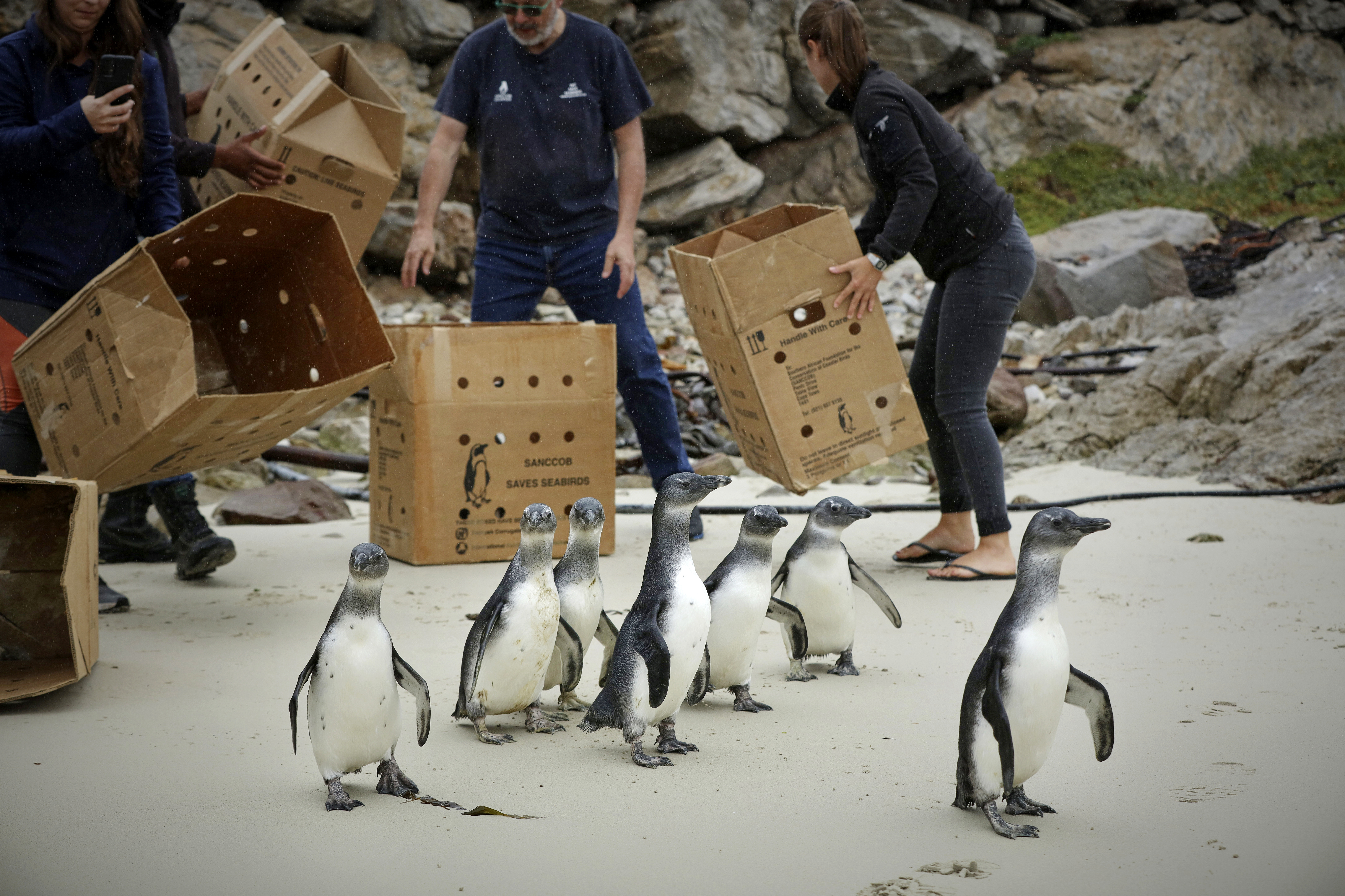 Photograph by © Dan Callister www.dancallister.com
SANCCOB is a registered non-profit organisation (NPO 003-134) whose primary objective is to reverse the decline of seabird populations through the rescue, rehabilitation and release of ill, injured, abandoned and oiled seabirds – especially endangered species like the African penguin.
The organisation works closely with colony managers to identify birds in need of care in the wild and bring them to one of our two centres in South Africa: Cape Town (Western Cape) and Gqeberha.
Tel: +1 917 589 4976
E-mail: dan@dancallister.com
Web: www.dancallister.com
Photograph by © DAN CALLISTER www.dancallister.com